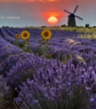  薰衣草田风车与落日景象7775#竖屏 	 