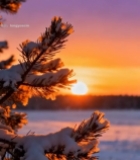  雪后松枝日出美景4163#竖屏 	 