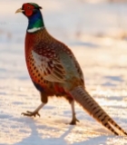  雪地中行走的彩色野鸡6865#竖屏 	 