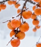  雪后枝头成熟柿子特写3785#竖屏 	 