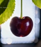  悬挂的新鲜樱桃特写(1)1386#竖屏 	 