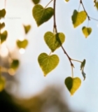  心形树叶阳光照射特写623#竖屏 	 