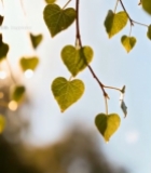  心形树叶特写自然风光素材7339#竖屏 	 