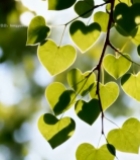  心形绿叶特写6174#竖屏 	 