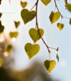  心形树叶特写自然风光素材7339#竖屏 	 