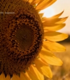  向日葵特写素材2144#竖屏 	 