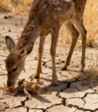  小鹿在干裂土地上觅食615#竖屏 	 