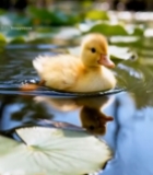  小黄鸭在池塘荷叶间游动157#竖屏 	 