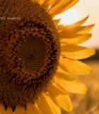  向日葵特写5988#竖屏 	 