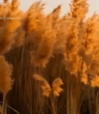  夕阳下摇曳的芦苇6288#竖屏 	 