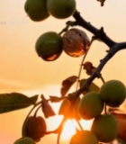  夕阳下枝头的青核桃果实4044#竖屏 	 