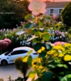  夕阳下绽放的粉色玫瑰花4128#竖屏 	 