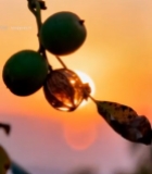  夕阳下枝头的果实与树叶2988#竖屏 	 