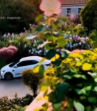  夕阳下绽放的粉色玫瑰花4128#竖屏 	 