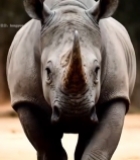  犀牛特写素材(1)3574#竖屏 	 