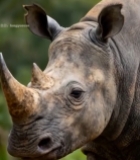  犀牛特写素材(2)6457#竖屏 	 