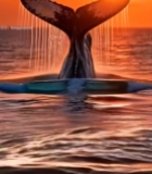  夕阳下鲸鱼尾部露出海面画面4776#竖屏 	 
