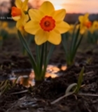  夕阳下田野中的黄色水仙花4907#竖屏 	 