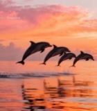  夕阳下海豚跃出海面场景2220#竖屏 	 