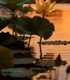  夕阳下荷塘中的荷花特写3271#竖屏 	 