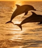  夕阳下海豚跃出海面3696#竖屏 	 