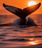  夕阳下鲸鱼尾巴露出海面(6)6401#竖屏 	 