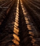  夕阳下的整齐农田6000#竖屏 	 