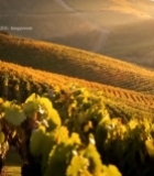  夕阳下的葡萄园与山丘小屋2080#竖屏 	 