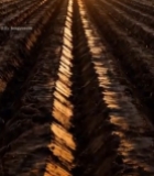  夕阳下的整齐农田6000#竖屏 	 