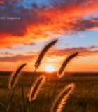  夕阳下的田野狗尾草景象5449#竖屏 	 