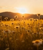  夕阳下的山间花草田野1976#竖屏 	 