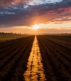  田野夕阳自然风光(1)3149#竖屏 	 