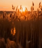  田野夕阳下的芦苇风景4191#竖屏 	 