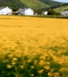  田野中女孩骑自行车425#竖屏 	 