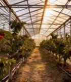  温室大棚内成熟的樱桃果实3367#竖屏 	 