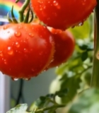  温室番茄带水珠特写245#竖屏 	 