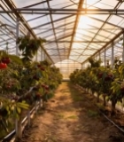  温室大棚内成熟的樱桃果实3367#竖屏 	 