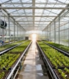  温室大棚内蔬菜种植场景3654#竖屏 	 