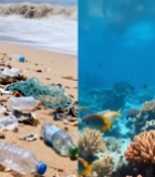  污染与健康海洋对比素材5824#竖屏 	 