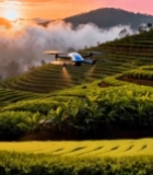  无人机航拍茶园日出景象5478#竖屏 	 