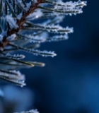  微距特写覆霜松枝素材6282#竖屏 	 