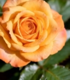  微距特写橙色带水珠玫瑰花2555#竖屏 	 