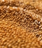  微距特写粗粮粮食1651#竖屏 	 