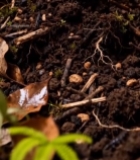  土壤中植物与落叶特写391#竖屏 	 