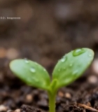  土壤中嫩绿幼苗特写729#竖屏 	 