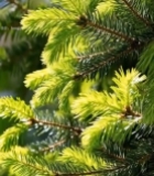  特写松树翠绿枝叶1487#竖屏 	 