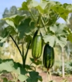  藤蔓上生长的绿色小南瓜1709#竖屏 	 