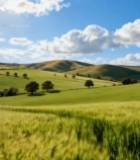  田野麦田自然风光4336#竖屏 	 