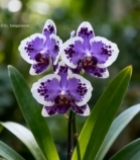  特写紫色斑点兰花花卉6572#竖屏 	 