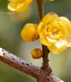  特写绽放的黄色梅花(2)3007#竖屏 	 